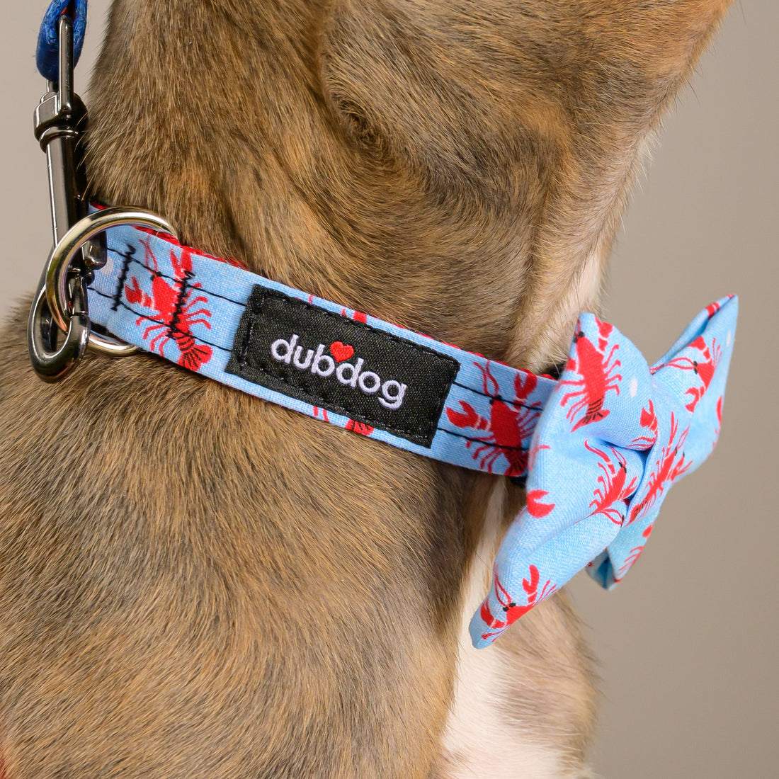 5 Easy Ways to Upgrade Your Dog’s Style
